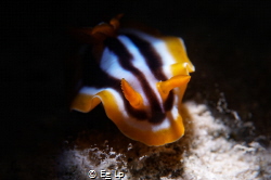 Chromodoris quadricolor (pyjama slug) shying the light. (... by E&e Lp 
